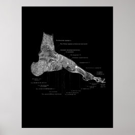 Foot Anatomy Podiatrist Gift Medial Wall Decor Poster