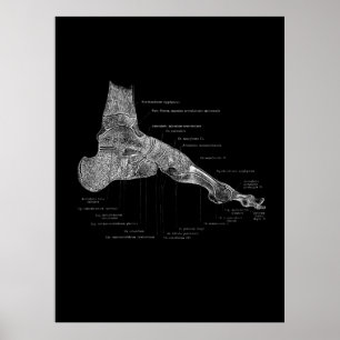 Foot Anatomy Podiatrist Gift Medial Wall Decor Poster