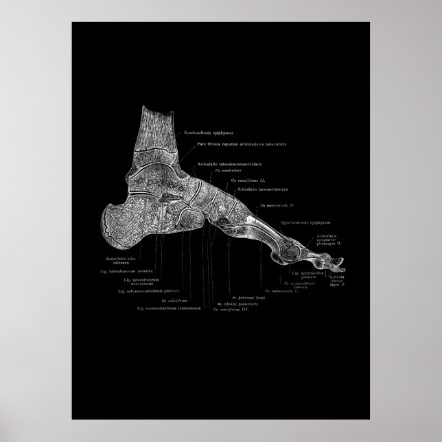 Foot Anatomy Podiatrist Gift Medial Wall Decor Poster (Framsidan)