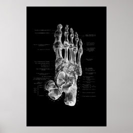 Foot Anatomy Podiatrist Medial Wall Decor Poster