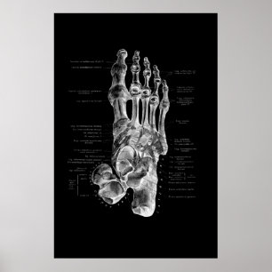 Foot Anatomy Podiatrist Medial Wall Decor Poster