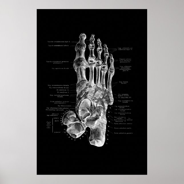 Foot Anatomy Podiatrist Medial Wall Decor Poster (Framsidan)