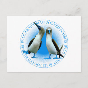 Footed Boobies för blått av de Galapagos öarna Vykort