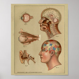 För anatomitryck för Phrenology Head vintage Poster