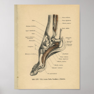 För anatomitryck för vintage 1888 tysk fot för poster