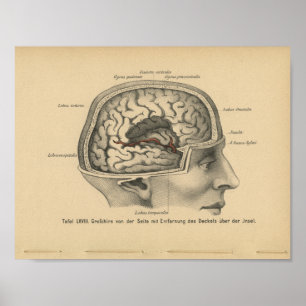 För anatomitryck för vintage 1888 tysk hjärna för poster