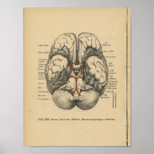 För anatomitryck för vintage 1888 tysk hjärna poster