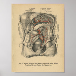 För anatomitryck för vintage 1888 tysk mage poster