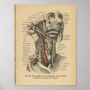 För anatomitryck för vintage 1888 tysk nacke för poster