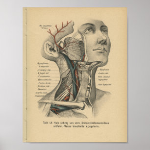 För anatomitryck för vintage 1888 tysk nacke för poster