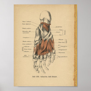 För anatomitryck för vintage 1888 tyska ben för poster