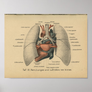 För anatomitryck för vintage 1888 tyska Lungs för Poster
