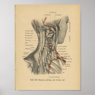 För anatomitryck för vintage 1888 tyska muskler poster