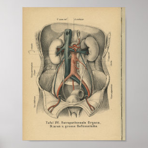 För anatomitryck för vintage 1888 tyska njure poster