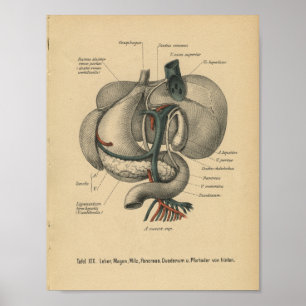 För anatomitryck för vintage 1888 tyska organ poster