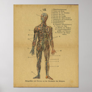 För anatomitryck för vintage tyska nerver för poster