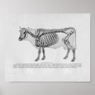 För anatomivintage för ko Skeletal tryck