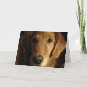 För ansiktehälsning för guld- Retriever sagolikt Kort