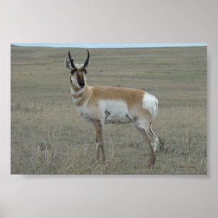 För antilopbarn för A28 Pronghorn bock Poster