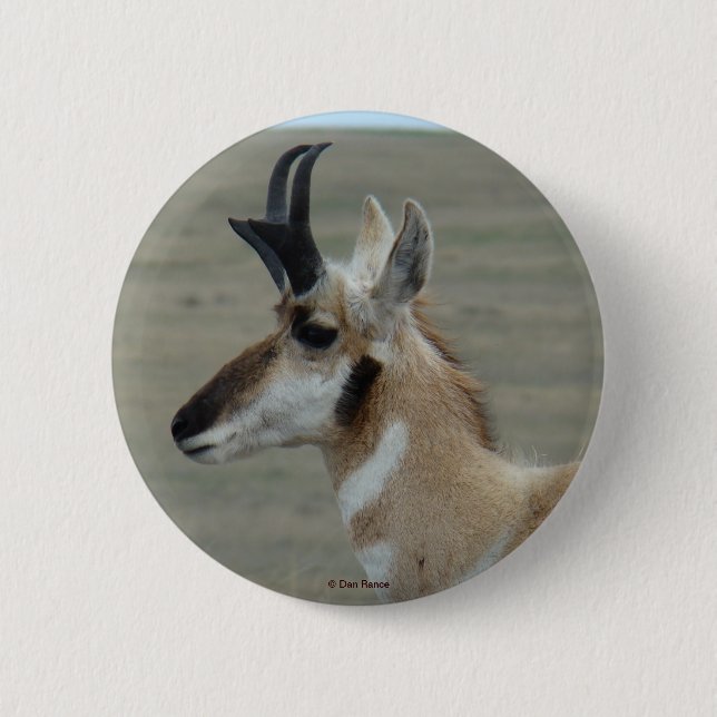 För antilopbarn för A29 Pronghorn huvudet för Knapp (Framsida)