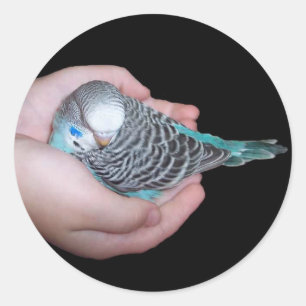 För bebisbudgie för flicka hållande klistermär runt klistermärke