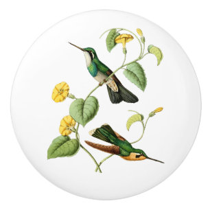 För bergGem för vit Throated Hummingbird Knopp