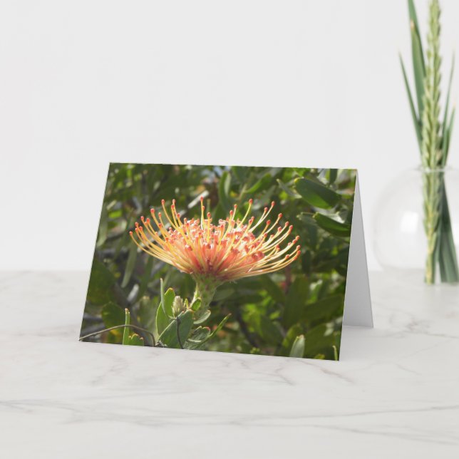 För blommahälsning för hawaiansk Pincushion orange Kort (Framsida)