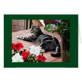 För catlovers världen över! hälsningskort