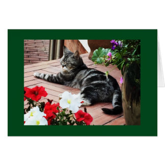 För catlovers världen över! hälsningskort