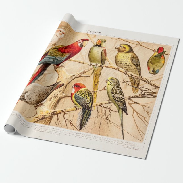 För Conure för vintagepapegojakakadua Cockatiel Presentpapper (Utrullad)