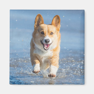 För Corgihund för Pembroke walesiskt spring på Magnet