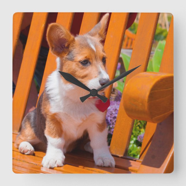 För Corgivalpen för pembroken parkerar walesisk Fyrkantig Klocka (Framsida)
