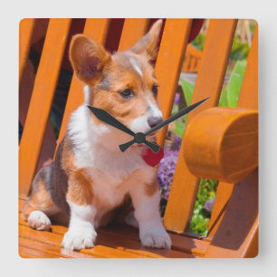 För Corgivalpen för pembroken parkerar walesisk Fyrkantig Klocka