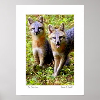 För cute Foxes original-foto av S.L Russell Poster