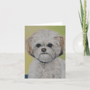 För den Bichon Shihtzu "för borggården" noterar Kort