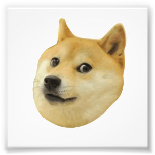 För Doge wow mycket mycket hund sådan Shiba Shib Fototryck