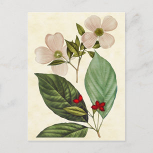 För Dogwoodträd för vintage botanisk illustration Vykort