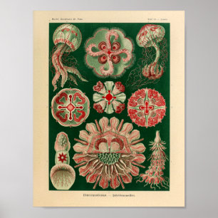 För Ernst Haeckel för vintageDiscomedusae färg Poster