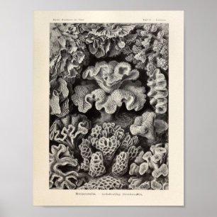 För Ernst Haeckel för vintageHexacoralla korall Poster