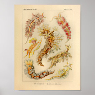 För Ernst Haeckel för vintageNudibranchiafärg Poster