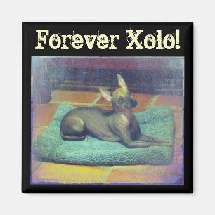För evigt Xolo! Magnet