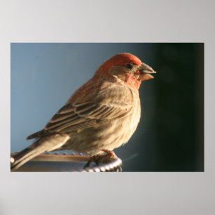 För fågelfoto för purpurfärgad Finch tryck