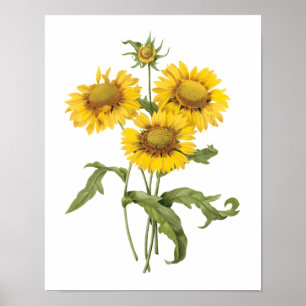 För filtblomma för vintage blom- solros vid poster