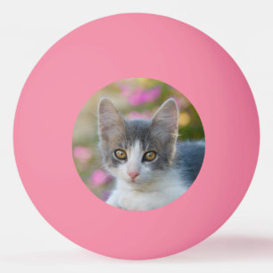 För fotokatt för gullig lite Bicolor kattunge Pingisboll