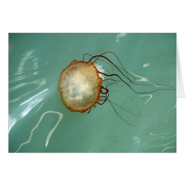 För Frameable för havsnässlamanet kort konst (Framsidan Horizontal)