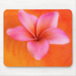 För Frangipaniblomma för purpurfärgad Plumeria Musmatta