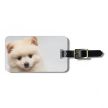 För gulliga Pomeranian