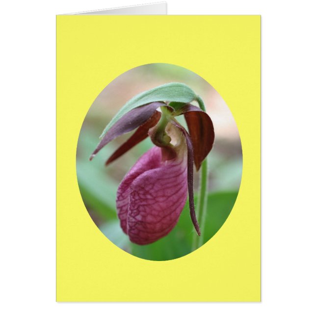 För häftklammermatareOrchid för rosa dam kort för (Framsidan)