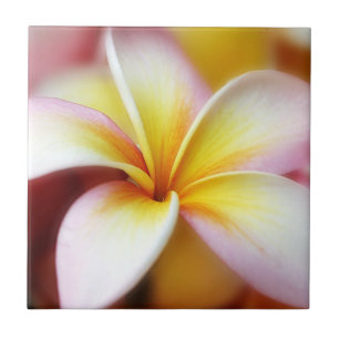 För Hawaii för vitPlumeriaFrangipani hawaiibo Kakelplatta