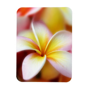 För Hawaii för vitPlumeriaFrangipani hawaiibo Magnet
